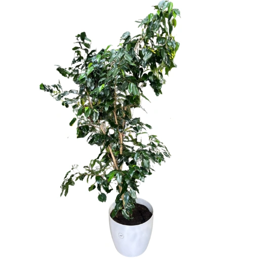 Planta ficus 10l